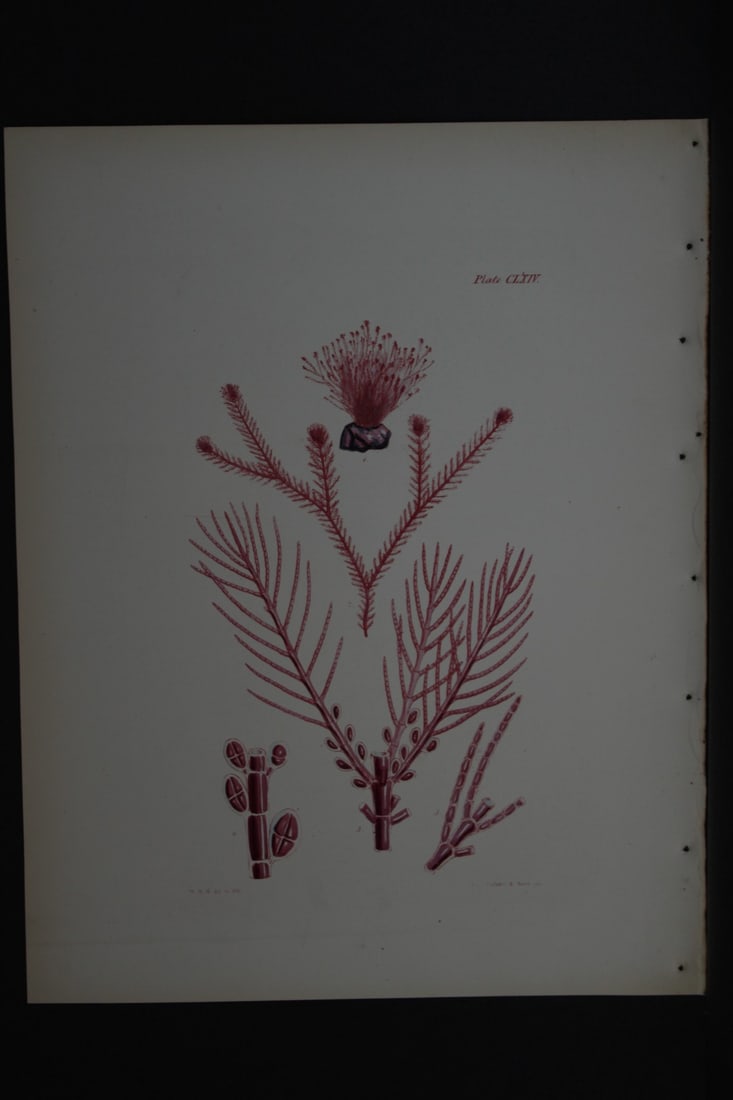 William Harvey - Hand-coloured lithograph of Sea-Weed 1846: This lithograph is from Phycologia Britannica or A History of British Sea-Weeds containing figures generic and specific characters, synonymes and descriptions by William Heny Harvey. Published by Reev