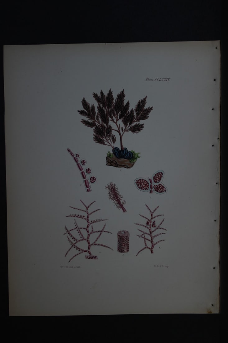 William Harvey - Hand-coloured lithograph of Sea-Weed 1846: This lithograph is from Phycologia Britannica or A History of British Sea-Weeds containing figures generic and specific characters, synonymes and descriptions by William Heny Harvey. Published by Reev
