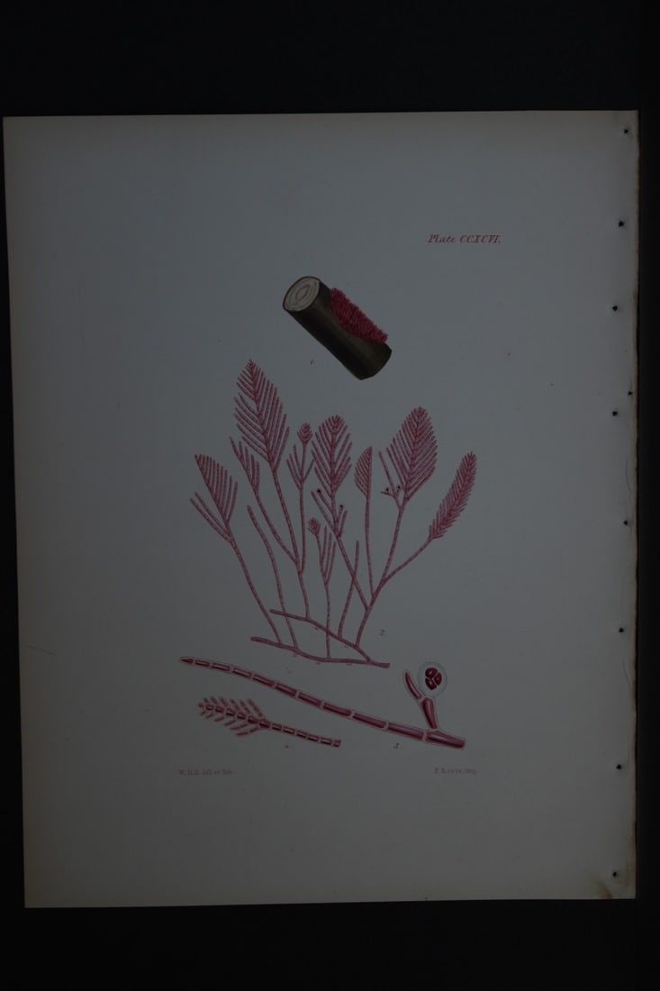 William Harvey - Hand-coloured lithograph of Sea-Weed 1846: This lithograph is from Phycologia Britannica or A History of British Sea-Weeds containing figures generic and specific characters, synonymes and descriptions by William Heny Harvey. Published by Reev