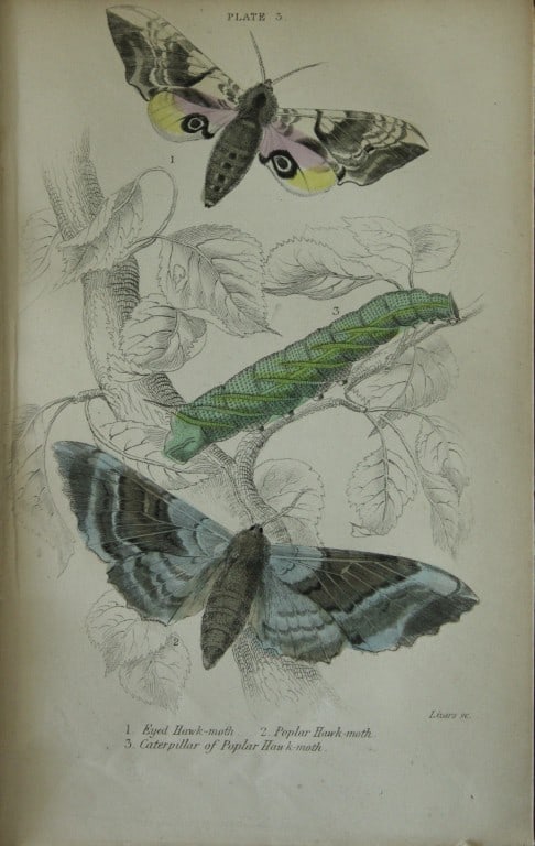 James Duncan - Hand coloured engraving of British Moths 1836: This engraving is from Sir William Jardine?s The Naturalist's Library ? Entomology, Volume IV, British Moths, Sphinxes etc by James Duncan, published by WH Lizars, Edinburgh 1836. These hand coloured