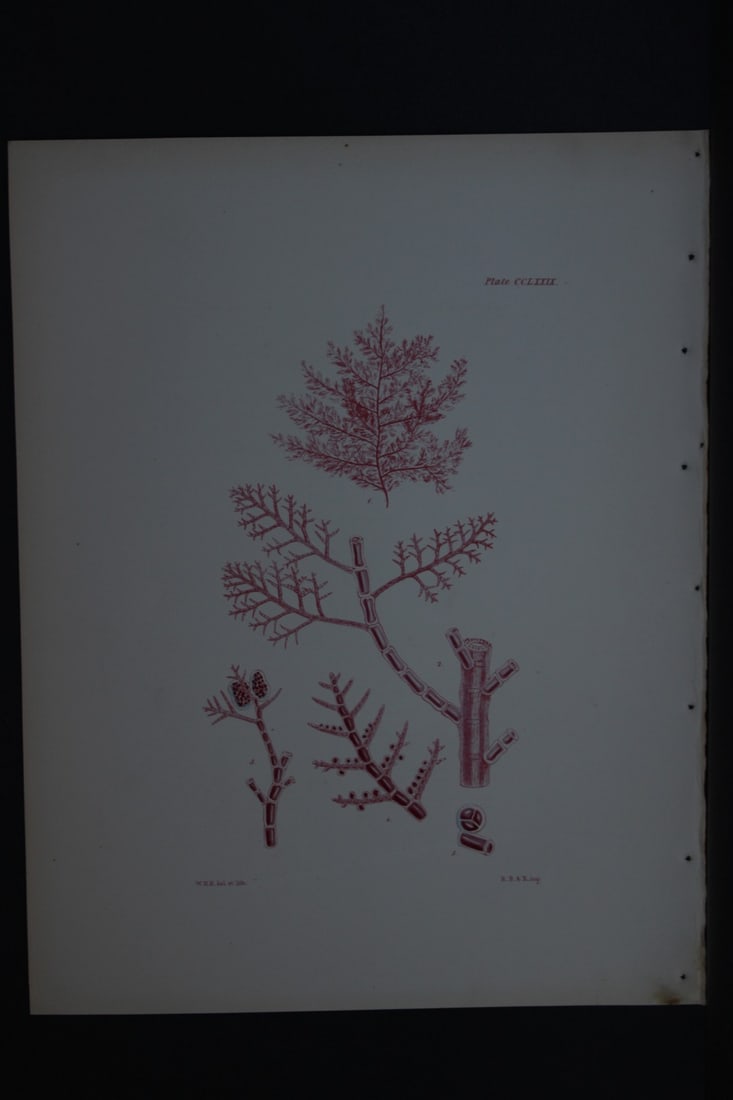 William Harvey - Hand-coloured lithograph of Sea-Weed 1846: This lithograph is from Phycologia Britannica or A History of British Sea-Weeds containing figures generic and specific characters, synonymes and descriptions by William Heny Harvey. Published by Reev