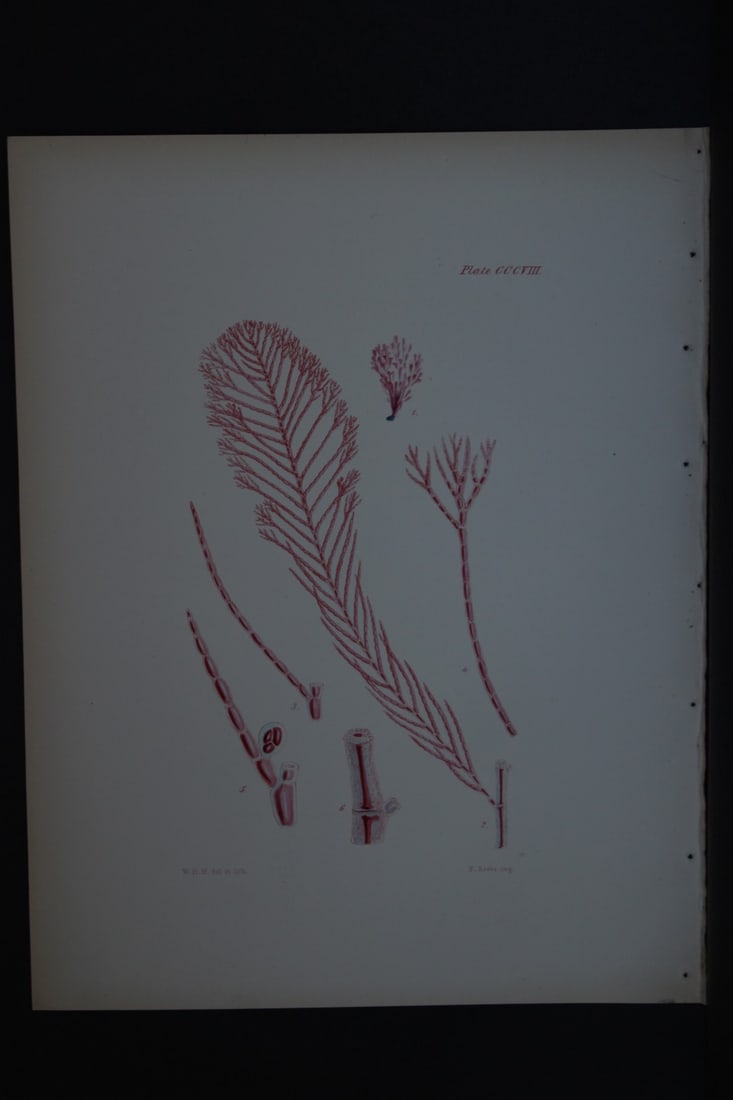 William Harvey - Hand-coloured lithograph of Sea-Weed 1846: This lithograph is from Phycologia Britannica or A History of British Sea-Weeds containing figures generic and specific characters, synonymes and descriptions by William Heny Harvey. Published by Reev