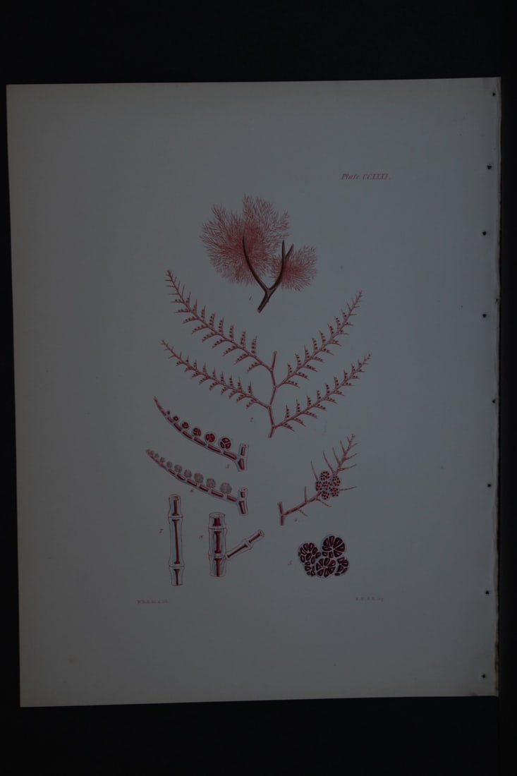 William Harvey - Hand-coloured lithograph of Sea-Weed 1846: This lithograph is from Phycologia Britannica or A History of British Sea-Weeds containing figures generic and specific characters, synonymes and descriptions by William Heny Harvey. Published by Reev