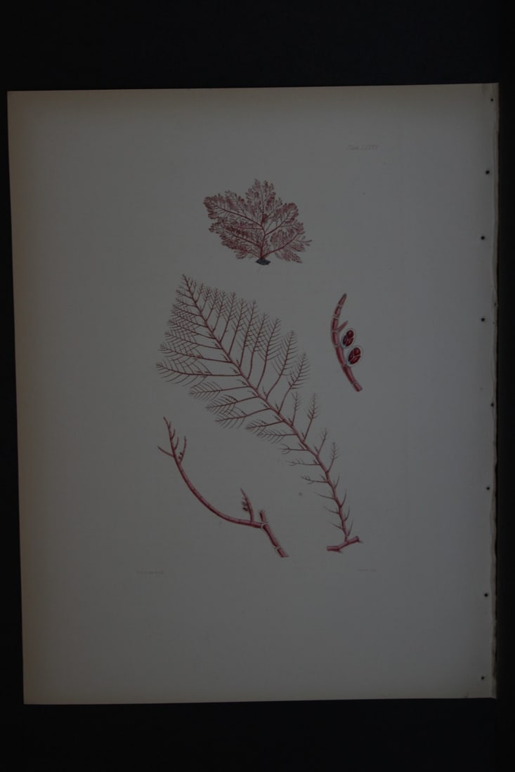 William Harvey - Hand-coloured lithograph of Sea-Weed 1846: This lithograph is from Phycologia Britannica or A History of British Sea-Weeds containing figures generic and specific characters, synonymes and descriptions by William Heny Harvey. Published by Reev