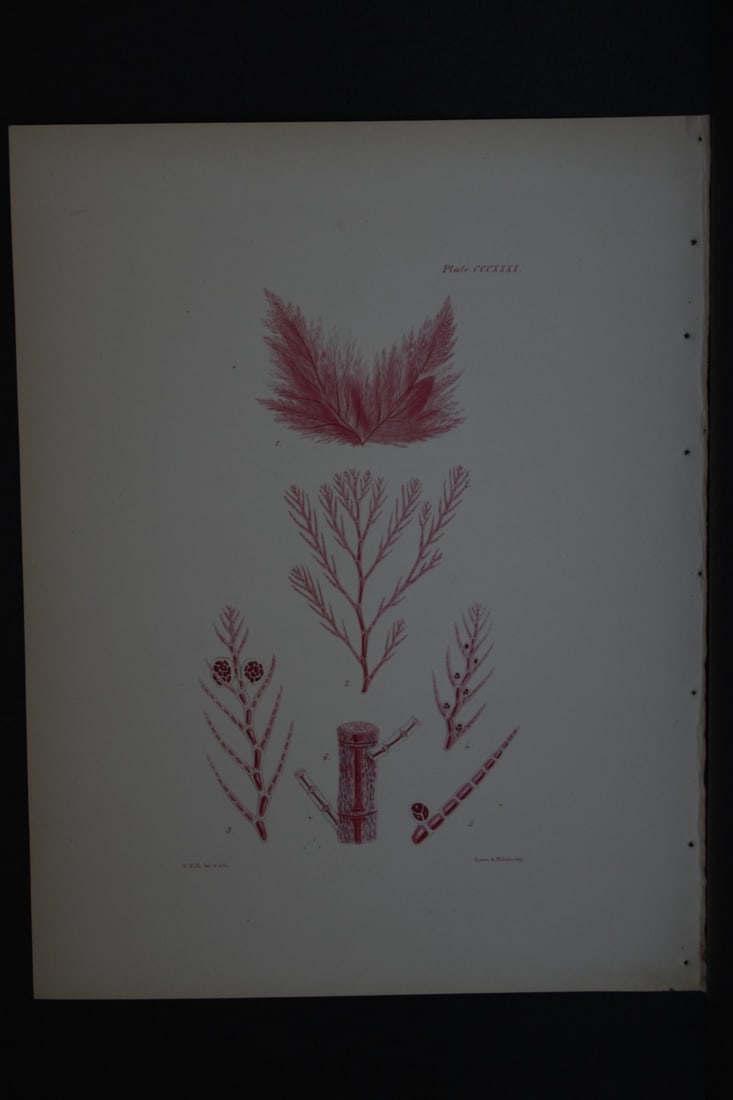 William Harvey - Hand-coloured lithograph of Sea-Weed 1846: This lithograph is from Phycologia Britannica or A History of British Sea-Weeds containing figures generic and specific characters, synonymes and descriptions by William Heny Harvey. Published by Reev