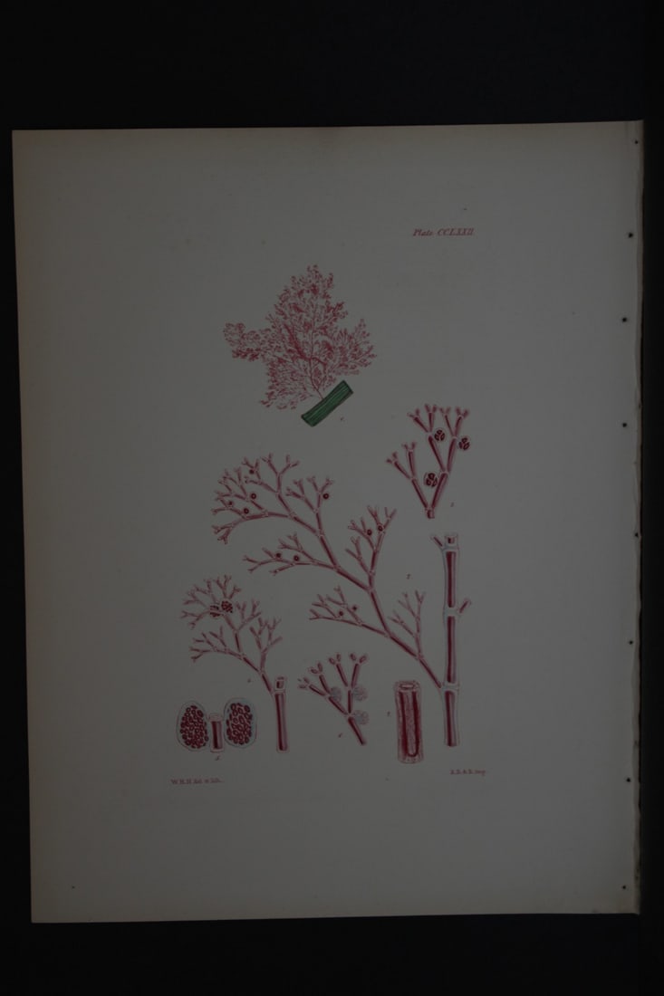 William Harvey - Hand-coloured lithograph of Sea-Weed 1846: This lithograph is from Phycologia Britannica or A History of British Sea-Weeds containing figures generic and specific characters, synonymes and descriptions by William Heny Harvey. Published by Reev