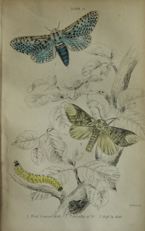 James Duncan - Hand coloured engraving of British Moths 1836: This engraving is from Sir William Jardine?s The Naturalist's Library ? Entomology, Volume IV, British Moths, Sphinxes etc by James Duncan, published by WH Lizars, Edinburgh 1836. These hand coloured