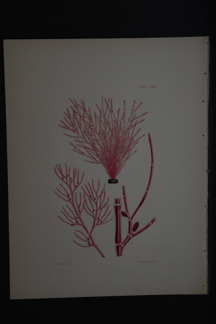 William Harvey - Hand-coloured lithograph of Sea-Weed 1846: This lithograph is from Phycologia Britannica or A History of British Sea-Weeds containing figures generic and specific characters, synonymes and descriptions by William Heny Harvey. Published by Reev