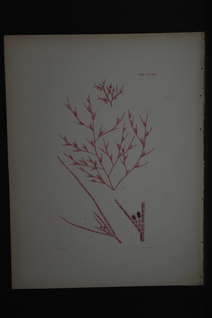 William Harvey - Hand-coloured lithograph of Sea-Weed 1846: This lithograph is from Phycologia Britannica or A History of British Sea-Weeds containing figures generic and specific characters, synonymes and descriptions by William Heny Harvey. Published by Reev