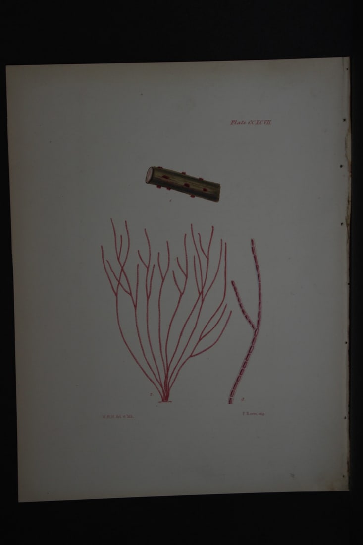 William Harvey - Hand-coloured lithograph of Sea-Weed 1846 (1 of 1)