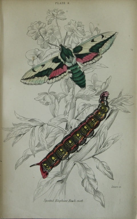 James Duncan - Hand coloured engraving of British Moths 1836: This engraving is from Sir William Jardine?s The Naturalist's Library ? Entomology, Volume IV, British Moths, Sphinxes etc by James Duncan, published by WH Lizars, Edinburgh 1836. These hand coloured