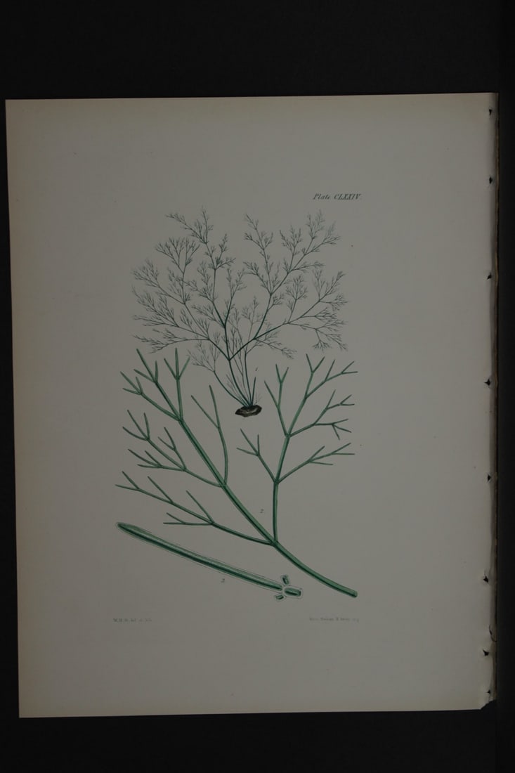 William Harvey - Hand-coloured lithograph of Sea-Weed 1846: This lithograph is from Phycologia Britannica or A History of British Sea-Weeds containing figures generic and specific characters, synonymes and descriptions by William Heny Harvey. Published by Reev