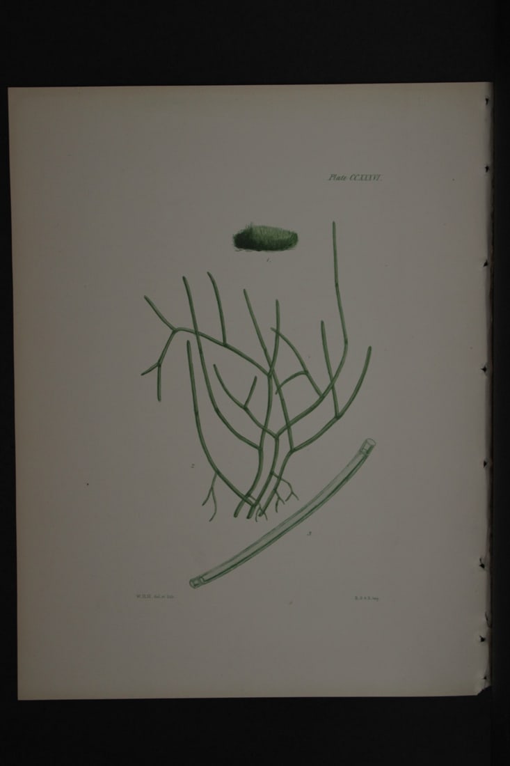 William Harvey - Hand-coloured lithograph of Sea-Weed 1846: This lithograph is from Phycologia Britannica or A History of British Sea-Weeds containing figures generic and specific characters, synonymes and descriptions by William Heny Harvey. Published by Reev