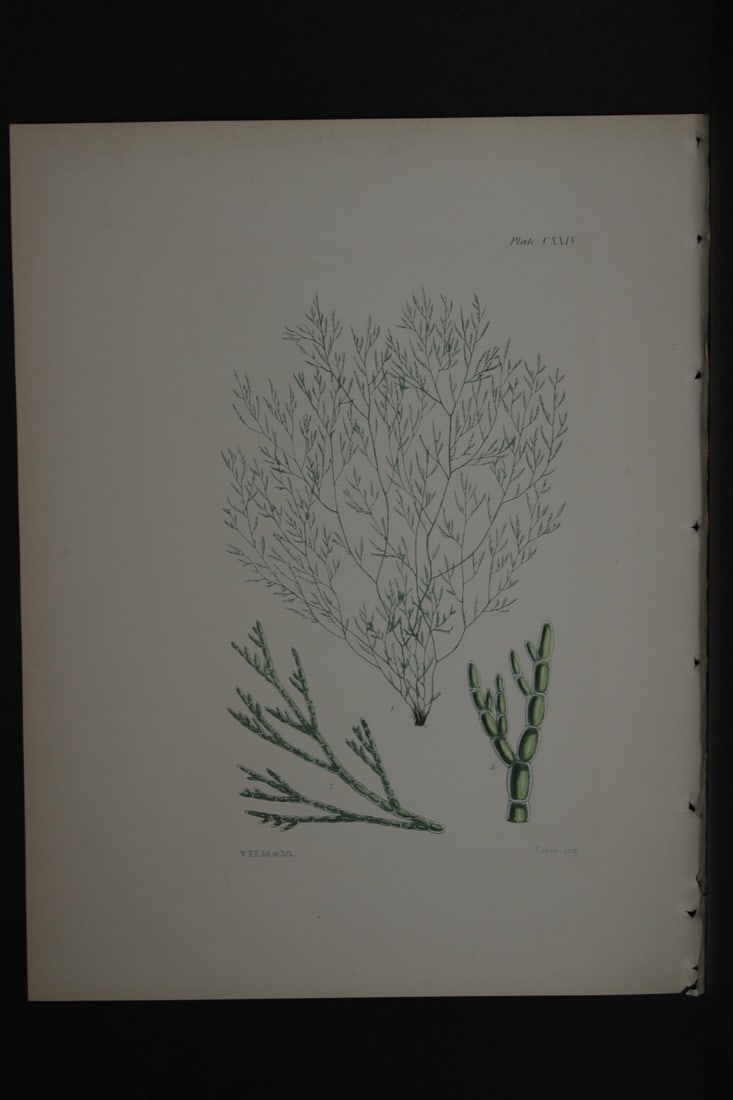 William Harvey - Hand-coloured lithograph of Sea-Weed 1846 (1 of 1)
