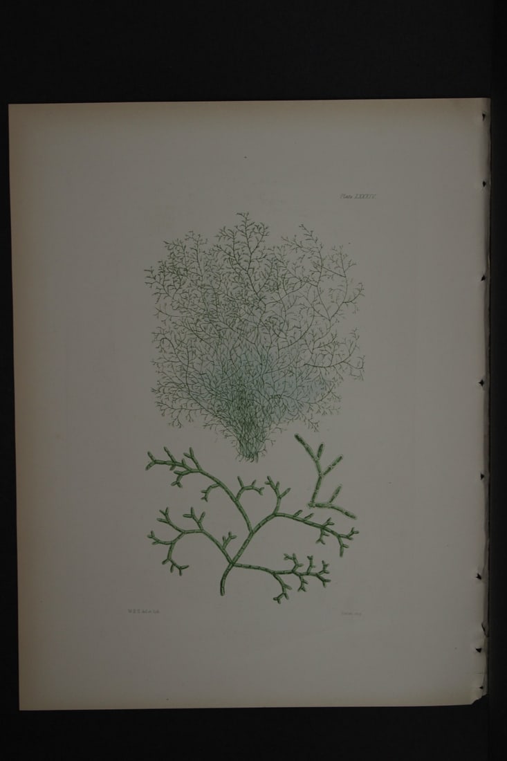 William Harvey - Hand-coloured lithograph of Sea-Weed 1846 (1 of 1)