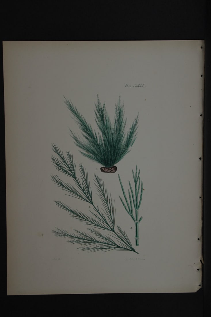 William Harvey - Hand-coloured lithograph of Sea-Weed 1846 (1 of 1)
