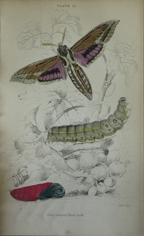 James Duncan - Hand coloured engraving of British Moths 1836: This engraving is from Sir William Jardine?s The Naturalist's Library ? Entomology, Volume IV, British Moths, Sphinxes etc by James Duncan, published by WH Lizars, Edinburgh 1836. These hand coloured