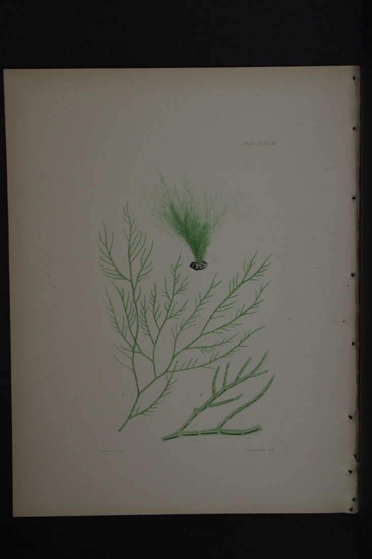 William Harvey - Hand-coloured lithograph of Sea-Weed 1846: This lithograph is from Phycologia Britannica or A History of British Sea-Weeds containing figures generic and specific characters, synonymes and descriptions by William Heny Harvey. Published by Reev