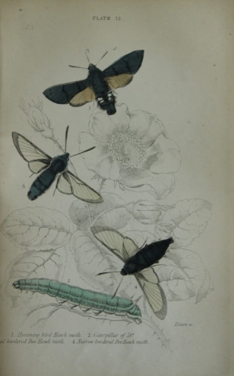 James Duncan - Hand coloured engraving of British Moths 1836: This engraving is from Sir William Jardine?s The Naturalist's Library ? Entomology, Volume IV, British Moths, Sphinxes etc by James Duncan, published by WH Lizars, Edinburgh 1836. These hand coloured