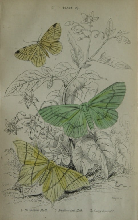 James Duncan - Hand coloured engraving of British Moths 1836: This engraving is from Sir William Jardine?s The Naturalist's Library ? Entomology, Volume IV, British Moths, Sphinxes etc by James Duncan, published by WH Lizars, Edinburgh 1836. These hand coloured