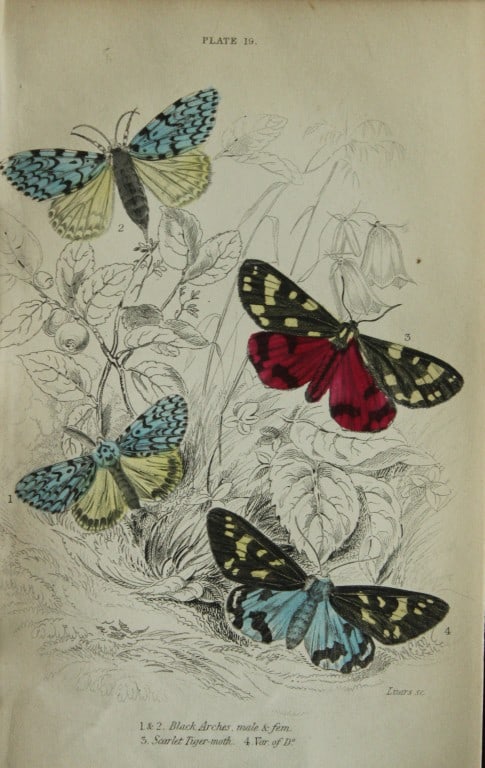 James Duncan - Hand coloured engraving of British Moths 1836: This engraving is from Sir William Jardine?s The Naturalist's Library ? Entomology, Volume IV, British Moths, Sphinxes etc by James Duncan, published by WH Lizars, Edinburgh 1836. These hand coloured