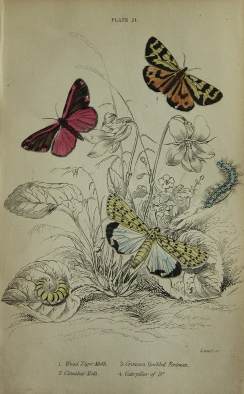 James Duncan - Hand coloured engraving of British Moths 1836: This engraving is from Sir William Jardine?s The Naturalist's Library ? Entomology, Volume IV, British Moths, Sphinxes etc by James Duncan, published by WH Lizars, Edinburgh 1836. These hand coloured