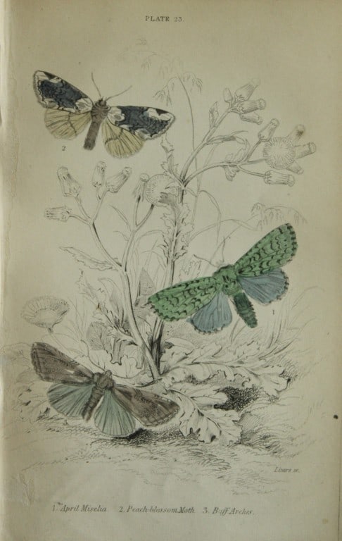 James Duncan - Hand coloured engraving of British Moths 1836: This engraving is from Sir William Jardine?s The Naturalist's Library ? Entomology, Volume IV, British Moths, Sphinxes etc by James Duncan, published by WH Lizars, Edinburgh 1836. These hand coloured