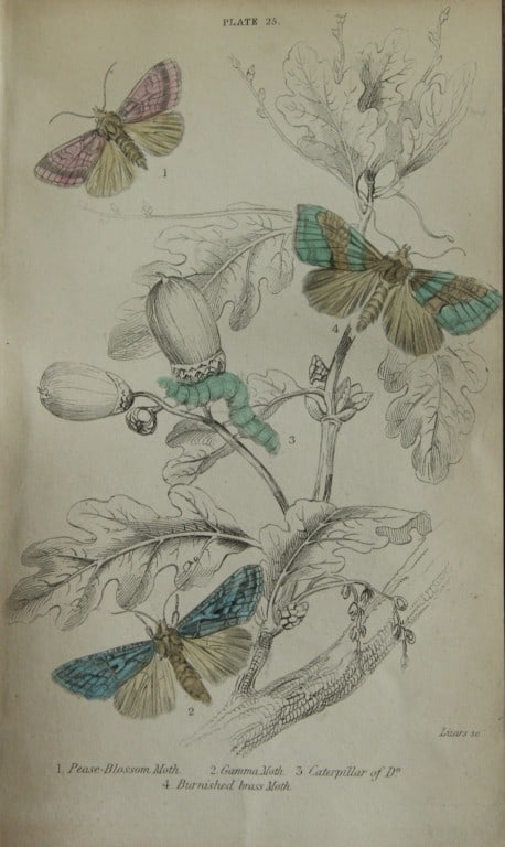 James Duncan - Hand coloured engraving of British Moths 1836: This engraving is from Sir William Jardine?s The Naturalist's Library ? Entomology, Volume IV, British Moths, Sphinxes etc by James Duncan, published by WH Lizars, Edinburgh 1836. These hand coloured
