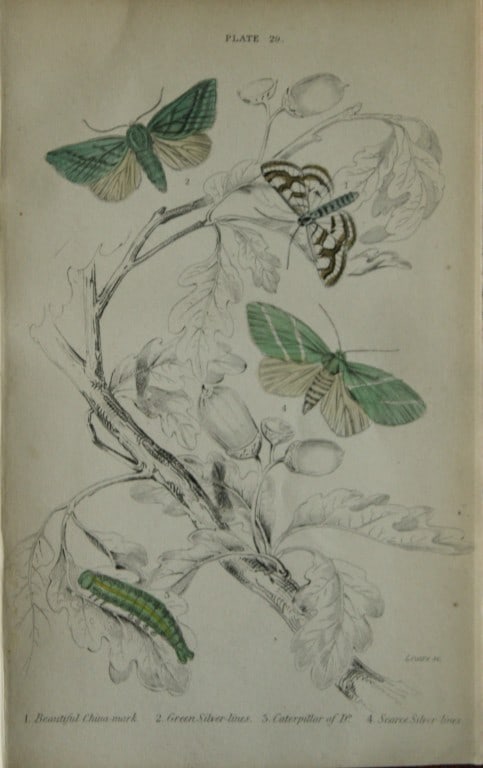 James Duncan - Hand coloured engraving of British Moths 1836: This engraving is from Sir William Jardine?s The Naturalist's Library ? Entomology, Volume IV, British Moths, Sphinxes etc by James Duncan, published by WH Lizars, Edinburgh 1836. These hand coloured