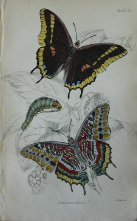 James Duncan - Hand coloured engraving of a Foreign Butterfly 1837: This beautiful hand coloured engraving of a butterfly is from Sir William Jardine?s The Naturalist's Library ? Entomology, Volume V, Foreign Butterflies illustrated by James Duncan. Published by WH Li