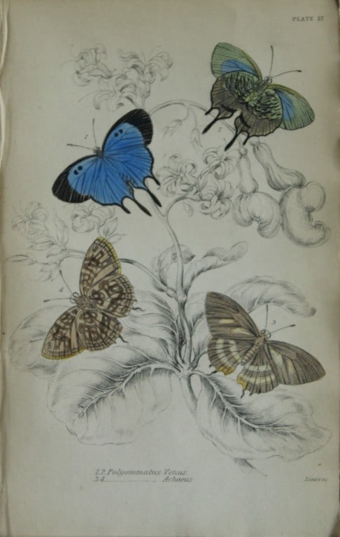 James Duncan - Hand coloured engraving of a Foreign Butterfly 1837: This beautiful hand coloured engraving of a butterfly is from Sir William Jardine?s The Naturalist's Library ? Entomology, Volume V, Foreign Butterflies illustrated by James Duncan. Published by WH Li