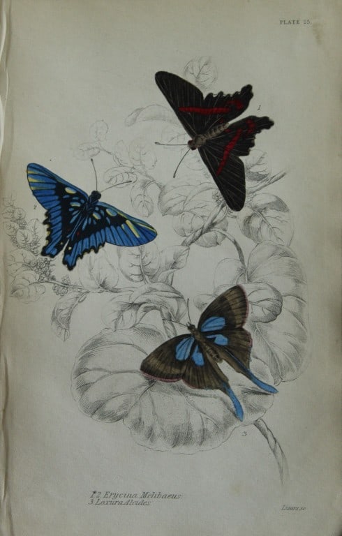 James Duncan - Hand coloured engraving of a Foreign Butterfly 1837: This beautiful hand coloured engraving of a butterfly is from Sir William Jardine?s The Naturalist's Library ? Entomology, Volume V, Foreign Butterflies illustrated by James Duncan. Published by WH Li