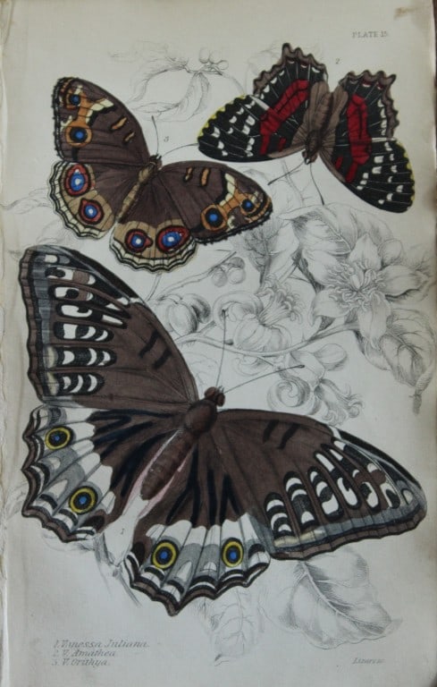 James Duncan - Hand coloured engraving of a Foreign Butterfly 1837: This beautiful hand coloured engraving of a butterfly is from Sir William Jardine?s The Naturalist's Library ? Entomology, Volume V, Foreign Butterflies illustrated by James Duncan. Published by WH Li