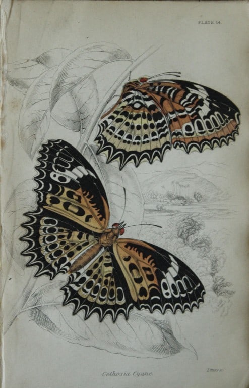 James Duncan - Hand coloured engraving of a Foreign Butterfly 1837: This beautiful hand coloured engraving of a butterfly is from Sir William Jardine?s The Naturalist's Library ? Entomology, Volume V, Foreign Butterflies illustrated by James Duncan. Published by WH Li