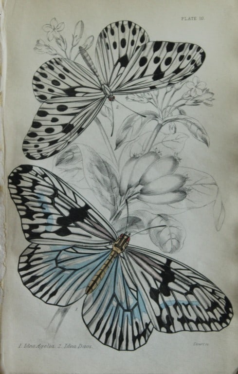 James Duncan - Hand coloured engraving of a Foreign Butterfly 1837: This beautiful hand coloured engraving of a butterfly is from Sir William Jardine?s The Naturalist's Library ? Entomology, Volume V, Foreign Butterflies illustrated by James Duncan. Published by WH Li