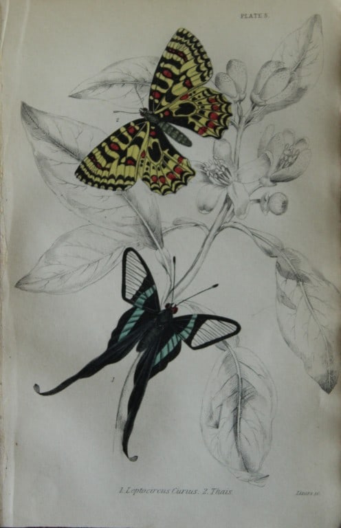 James Duncan - Hand coloured engraving of a Foreign Butterfly 1837: This beautiful hand coloured engraving of a butterfly is from Sir William Jardine?s The Naturalist's Library ? Entomology, Volume V, Foreign Butterflies illustrated by James Duncan. Published by WH Li