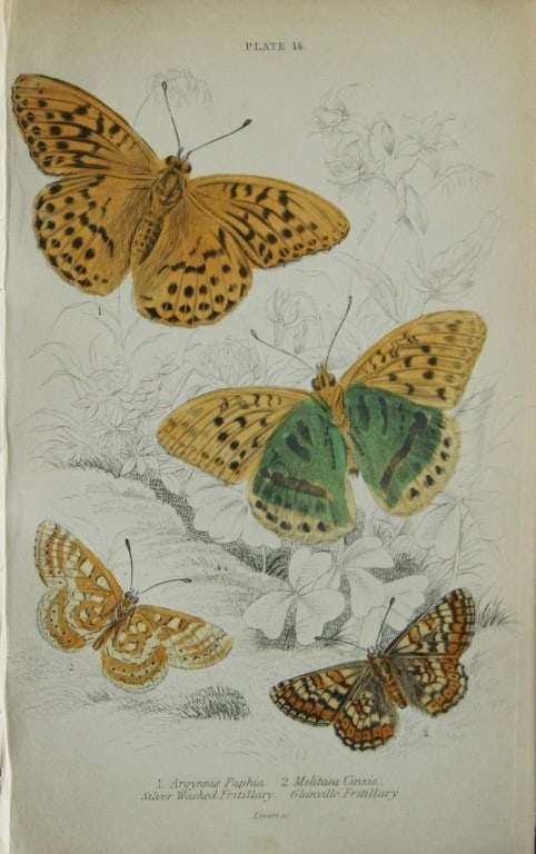 James Duncan - Hand coloured engraving of British Butterflies 1835: This engraving of British butterflies is from Sir William Jardine?s The Naturalist's Library ? Entomology, Volume III, British Butterflies by James Duncan, published by WH Lizars, Edinburgh 1835. Each