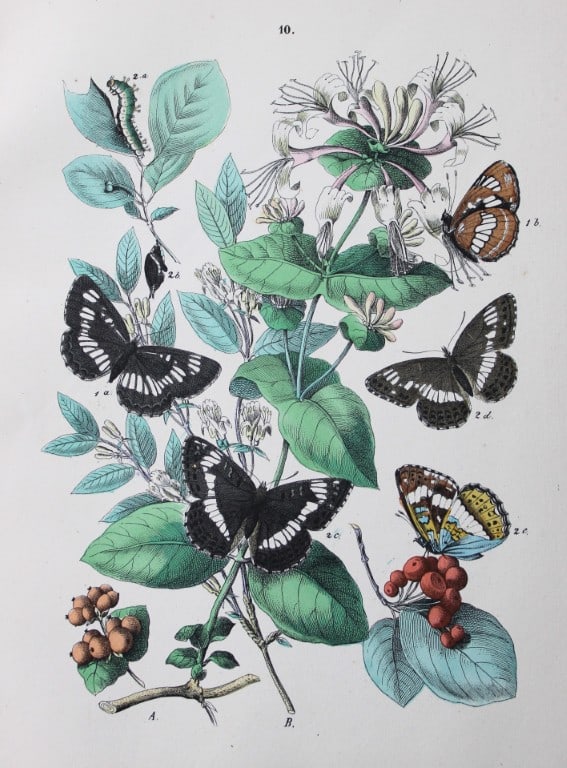 WF Kirby - Hand coloured lithograph from European Butterflies and Moths 1882: This rare hand coloured lithographic print is from European Butterflies and Moths by WF Kirby. Published by Cassell, Petter, Galpin & Co, London 1882. First edition.The book was based upon Berge's Sch