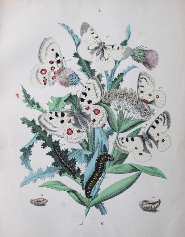 WF Kirby - Hand coloured lithograph from European Butterflies and Moths 1882: This rare hand coloured lithographic print is from European Butterflies and Moths by WF Kirby. Published by Cassell, Petter, Galpin & Co, London 1882. First edition.The book was based upon Berge's Sch