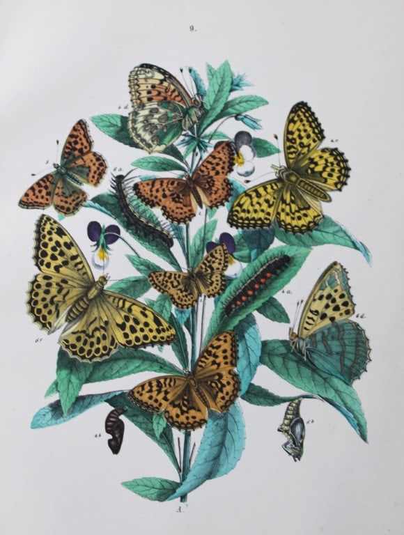WF Kirby - Hand coloured lithograph from European Butterflies and Moths 1882: This rare hand coloured lithographic print is from European Butterflies and Moths by WF Kirby. Published by Cassell, Petter, Galpin & Co, London 1882. First edition.The book was based upon Berge's Sch