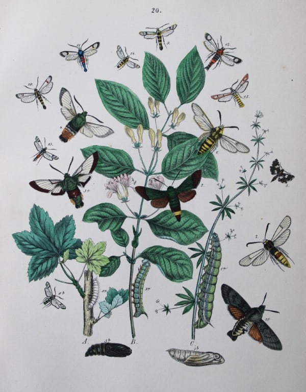 WF Kirby - Hand coloured lithograph from European Butterflies and Moths 1882: This rare hand coloured lithographic print is from European Butterflies and Moths by WF Kirby. Published by Cassell, Petter, Galpin & Co, London 1882. First edition.The book was based upon Berge's Sch