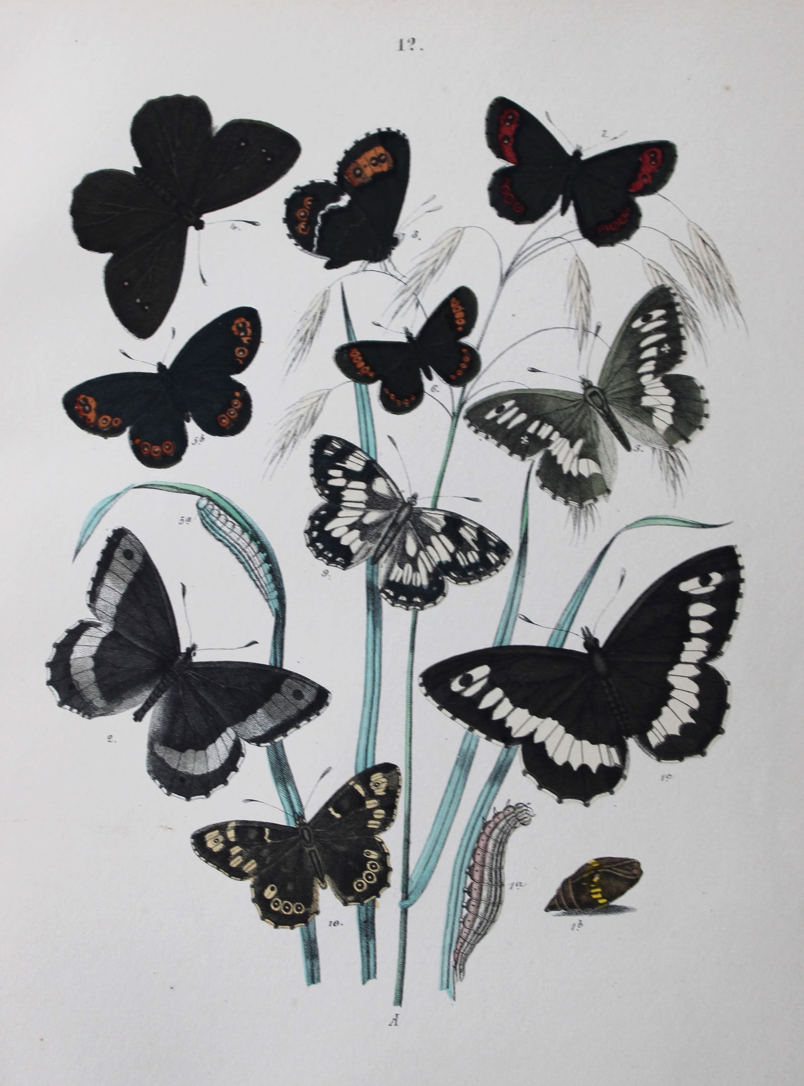 WF Kirby - Hand coloured lithograph from European Butterflies and Moths 1882: This rare hand coloured lithographic print is from European Butterflies and Moths by WF Kirby. Published by Cassell, Petter, Galpin & Co, London 1882. First edition.The book was based upon Berge's Sch