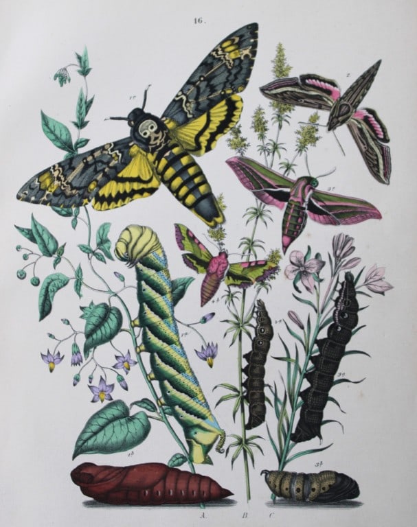 WF Kirby - Hand coloured lithograph from European Butterflies and Moths 1882: This rare hand coloured lithographic print is from European Butterflies and Moths by WF Kirby. Published by Cassell, Petter, Galpin & Co, London 1882. First edition.The book was based upon Berge's Sch