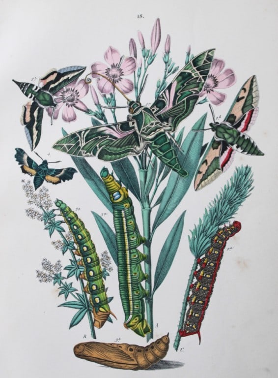 WF Kirby - Hand coloured lithograph from European Butterflies and Moths 1882: This rare hand coloured lithographic print is from European Butterflies and Moths by WF Kirby. Published by Cassell, Petter, Galpin & Co, London 1882. First edition.The book was based upon Berge's Sch