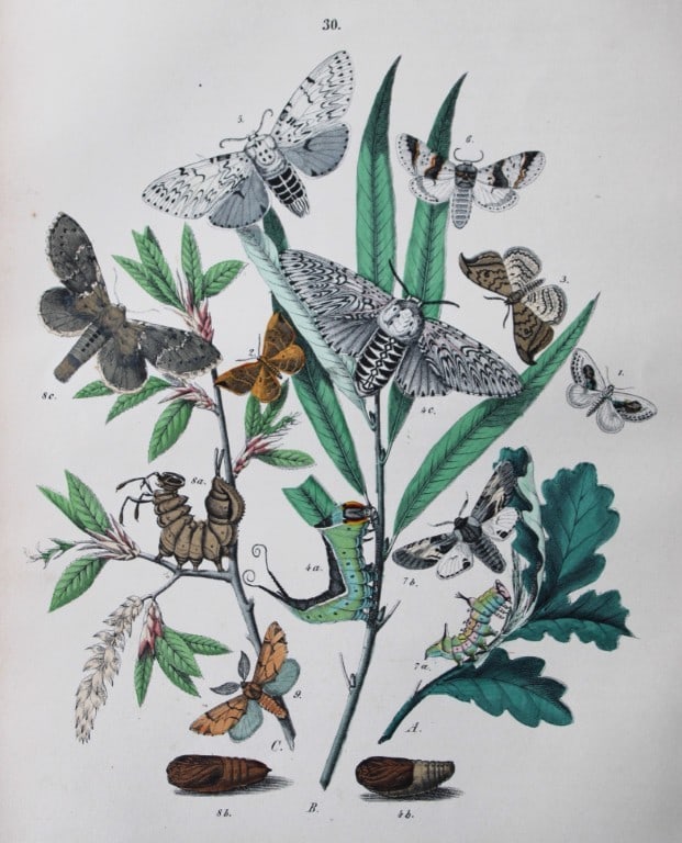 WF Kirby - Hand coloured lithograph from European Butterflies and Moths 1882: This rare hand coloured lithographic print is from European Butterflies and Moths by WF Kirby. Published by Cassell, Petter, Galpin & Co, London 1882. First edition.The book was based upon Berge's Sch