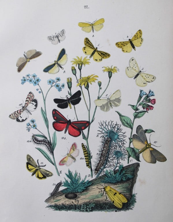 WF Kirby - Hand coloured lithograph from European Butterflies and Moths 1882 (1 of 1)