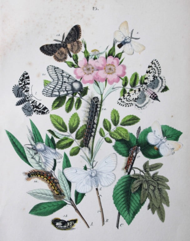 WF Kirby - Hand coloured lithograph from European Butterflies and Moths 1882: This rare hand coloured lithographic print is from European Butterflies and Moths by WF Kirby. Published by Cassell, Petter, Galpin & Co, London 1882. First edition.The book was based upon Berge's Sch