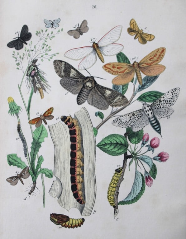 WF Kirby - Hand coloured lithograph from European Butterflies and Moths 1882: This rare hand coloured lithographic print is from European Butterflies and Moths by WF Kirby. Published by Cassell, Petter, Galpin & Co, London 1882. First edition.The book was based upon Berge's Sch