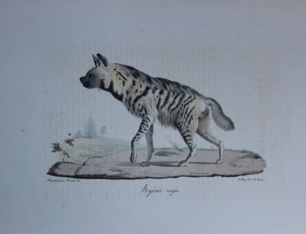St Hilaire - Hand coloured lithograph of the Striped Hyena 1818 (1 of 2)