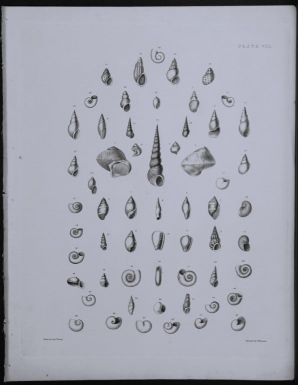 Capt. Thomas Brown - Engraving of shells 1844 (1 of 1)